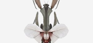 Les insectes dans la pop culture (C'est l'été !)