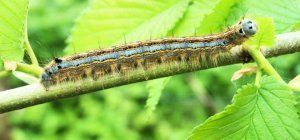 Les photos lauréates du concours  Plumes Poils Pétales  dévoilées