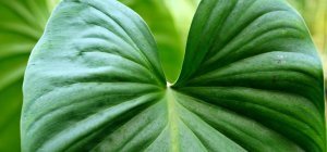 Marché aux plantes : à point nommé avant les premières gelées