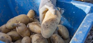 Distribution gratuite de pommes de terre vendredi 17 octobre à Limoges