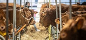 Pas de bovins pour les Journées limousines Or Rouge