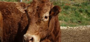 En Haute-Vienne, deux cas de tuberculose bovine identifiés