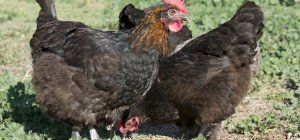 Lâcher de poules dans le potager (Dossier spécial bio/environnement)
