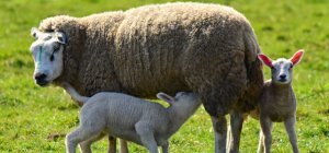 Nouvelle-Aquitaine : comment se portent les filières bio ? (Dossier spécial bio/environnement)