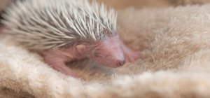 Une cagnotte participative pour aider les hérissons à passer l'hiver