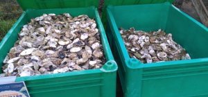 Rapporter ses coquilles 