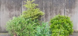 Collecte de sapins de Noël en centre-ville de Limoges