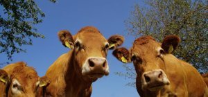 Aucun bovin limousin au Salon de l'agriculture à Paris