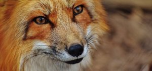 Chaque année en France, au moins 500.000 renards sont tués !