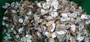 Plus de 7 tonnes de coquilles collectées