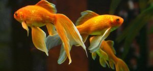 L'Aquarium de Limoges change de nom