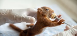 Participez à  Une seconde chance pour l'écureuil roux 