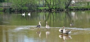 Fermeture maintenue du parc animalier de l'Aurence à Limoges