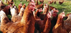 Quid de la production bio dans la région ? (Supplément bio / transition écologique)