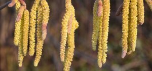 Le Pollinarium sentinelle® pour suivre en temps réel les alertes pollens