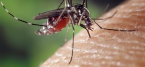 Zzzapp pour lutter contre les moustiques tigres