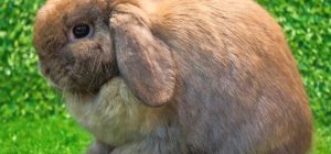 Un week-end dédié à nos compagnons