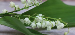 Quelques petits brins de muguet pour de grands bonheurs