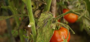 Tomate et mildiou, une vieille querelle de  voisinage qui s'est envenimée (pages spéciales été)