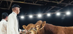 Sommet de l'élevage à Clermont-Ferrand : Limousine et Jersiaise à l'honneur 
